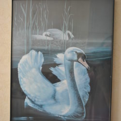 Afbeelding Zwaan (H. Villieres)