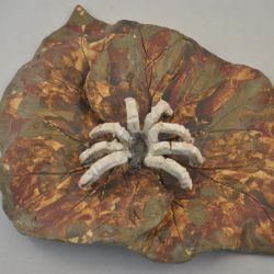 Witte spin op blad (keramiek)
