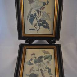 2 ingelijste prenten van Maria Sibylla Merian