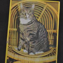 Legpuzzel (20): Poes