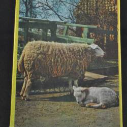Legpuzzel (20): Schapen